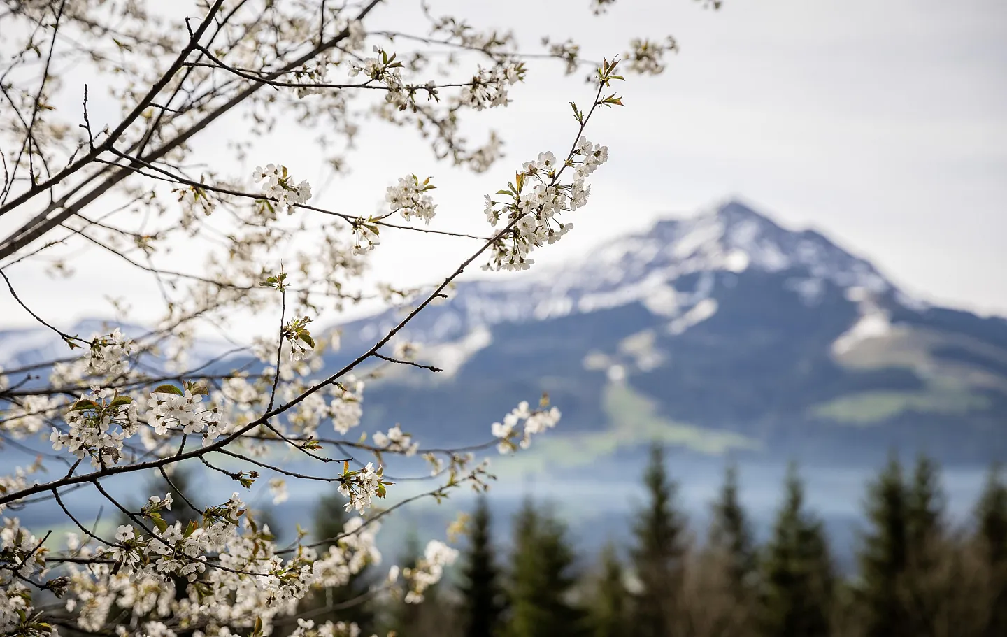 unser_berghof_erpfendorf_hotel_urlaub_kitzbueheler_alpen_frhlingsbilder_c_mirja_geh_25