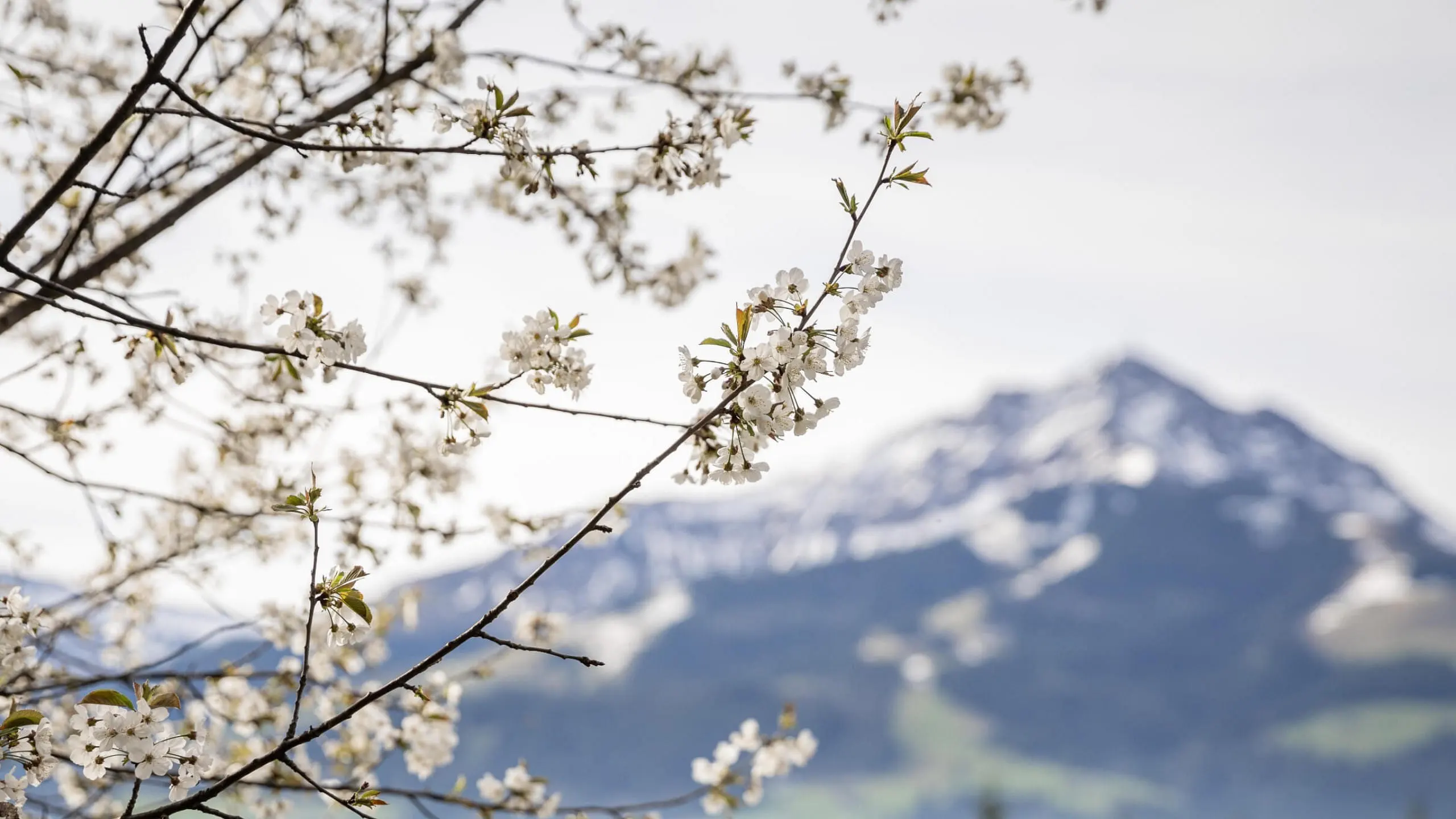 unser_berghof_erpfendorf_hotel_urlaub_kitzbueheler_alpen_frhlingsbilder_c_mirja_geh_25(1)