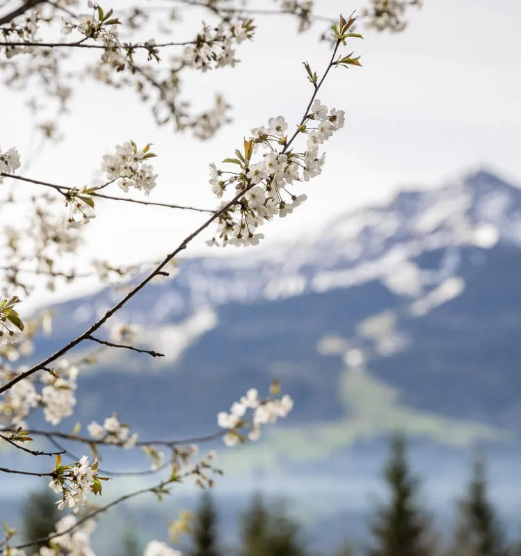 unser_berghof_erpfendorf_hotel_urlaub_kitzbueheler_alpen_frhlingsbilder_c_mirja_geh_25